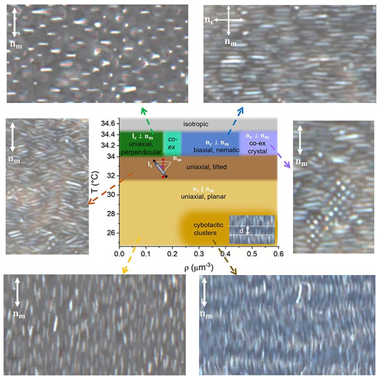 Temperature and particle concentration control self-assembly into distinct phases.