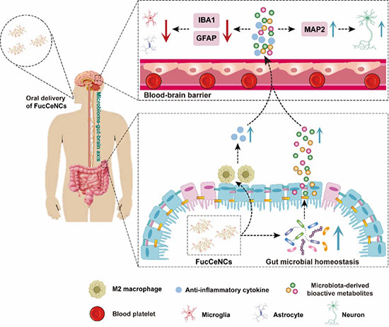 Schematic illustration of the oral FucCeNCs with anti-inflammatory effects and gut microbiota-derived metabolism regulation via microbiota-gut-brain axis for the treatment of colitis-associated mental disorders