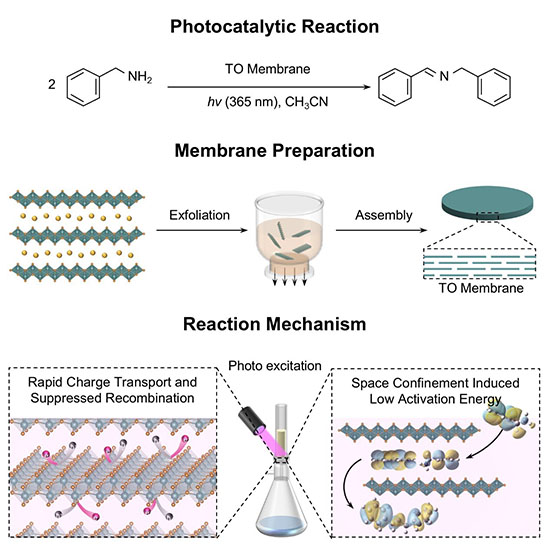 Schematic illustration of the membrane reactor for photocatalytic synthesis
