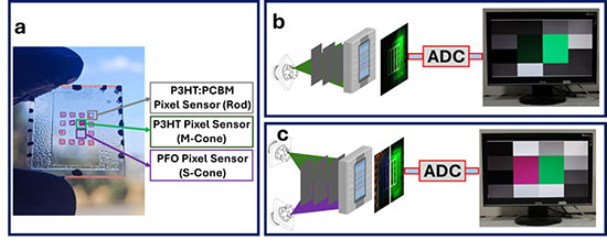 BIOPIX color perception demonstration