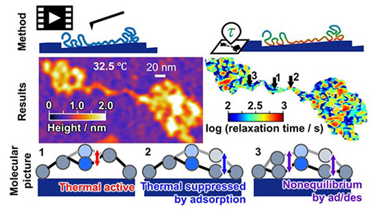 using AFM to measure nanometric changes in height along different segments of a single polymer molecule