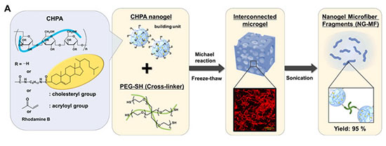 Hybrid stem cell spheroids containing biodegradable nanogel microfibers improve oxygen diffusion and enhance muscle regeneration in a rat swallowing injury model