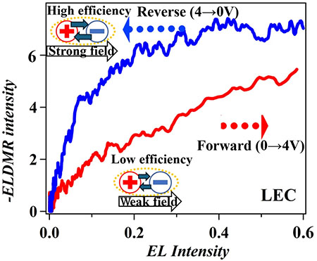 Relationship between electroluminescence-detected magnetic resonance intensity and electroluminescence intensity in light-emitting electrochemical cells