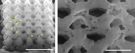 A scanning electron microscope (SEM) image of a cross-section of a nickel octahedral nano-lattice