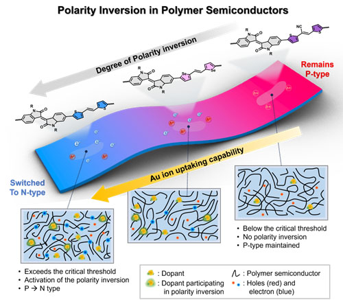 Schematic illustration of p-type to n-type polarity inversion in polymer semiconductors as a function of dopant uptake capability