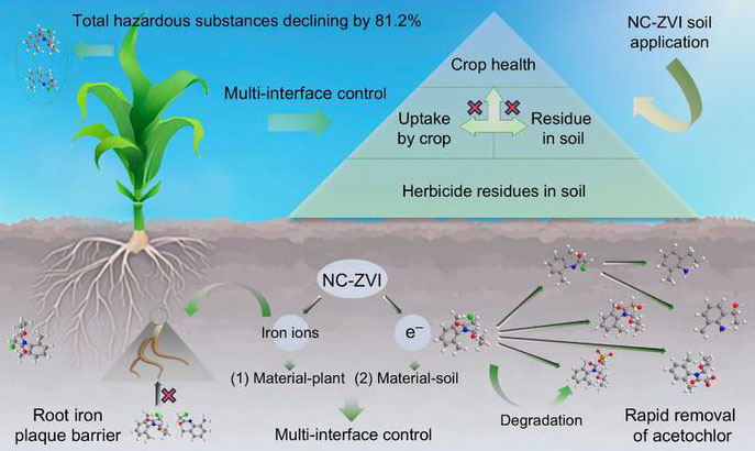 Novel multi-interface regulation of acetochlor fate in a soil-plant system using N-doped biochar-modified zero-valent iron nanocomposites for enhanced degradation and protective root iron plaque formation