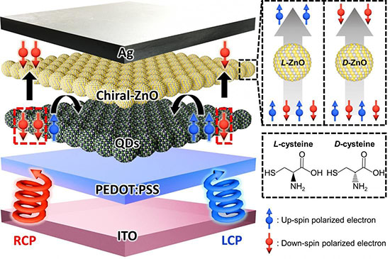 Schematic illustration of a quantum-dot photodetector with a chiral charge transport layer