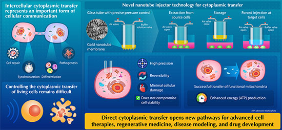 direct transfer of cytoplasmic contents between living cells