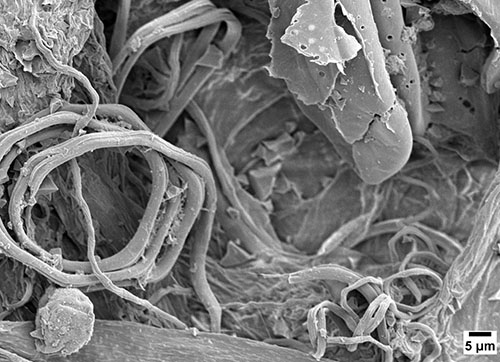 SEM image of the microstructure of plant biomass