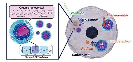 Molecular Quantum Nanosensors Enable Intracellular Thermometry and Spin Detection in Living Cancer Cells
