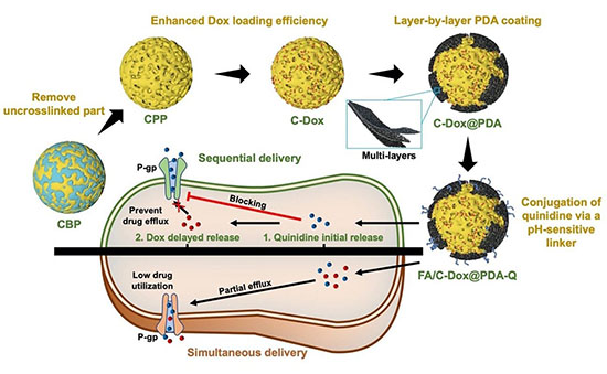 Multifunctional amino acid-based nanoparticles for sequential drug delivery to overcome multidrug resistant cancer