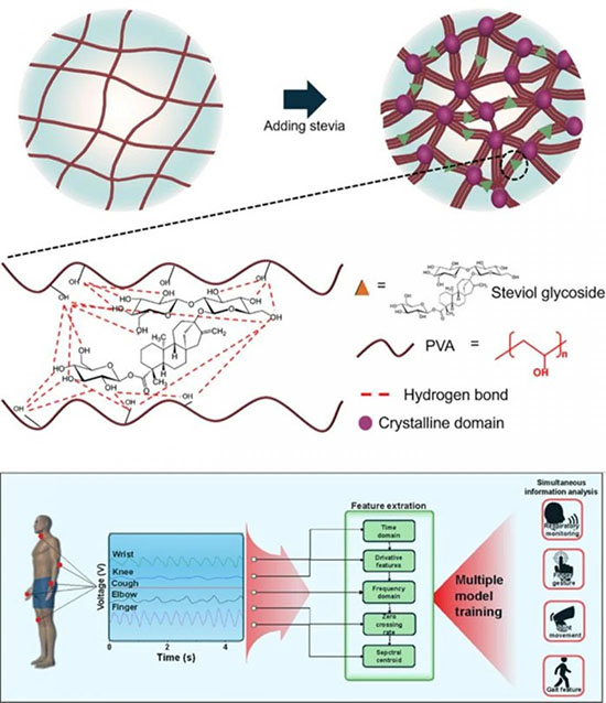 Schematic diagram of the structure and motion recognition system of a stevia-enhanced PVA hydrogel-based wearable sensor