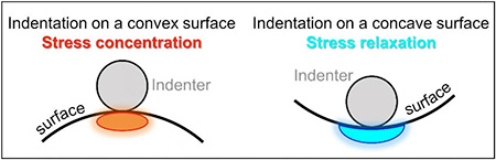 Local convex or concave features on the surface lead to stress concentration or relaxation