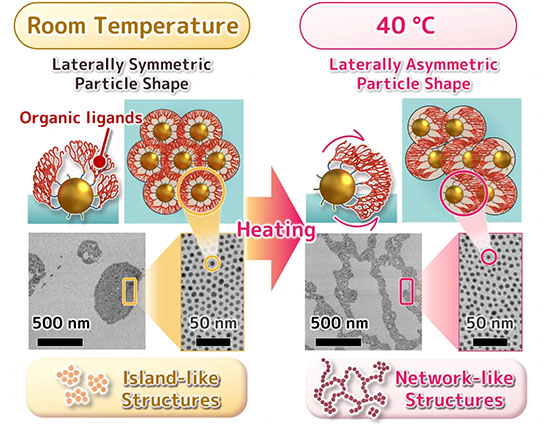Gold nanoparticles with thermoresponsive organic ligands on their surface showed liquid-like behavior that changes their overall arrangement at the air/water interface.