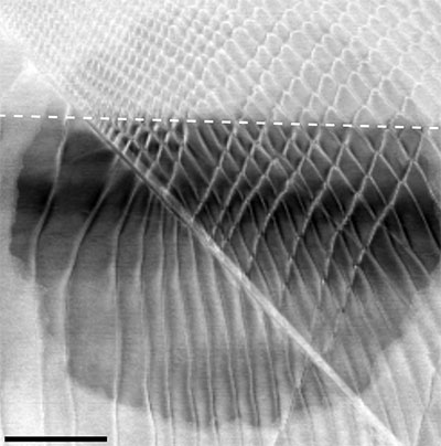 Microscopy of molybdenum disulfide showing how controlled strain applied above the dotted line with a patterned thin film generated different moiré geometries across the material