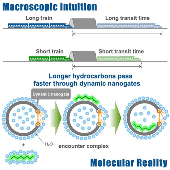 Dynamic molecular transport through self-assembled nanocubes