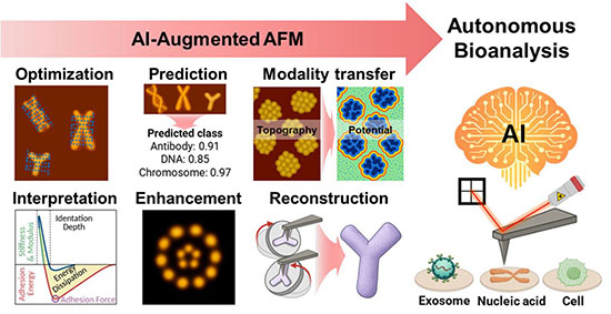 Conceptual diagram of an autonomous bioanalysis platform using AI-augmented atomic force microscopy