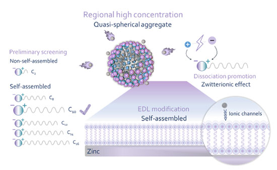 Schematic illustration of the role of C10 in zinc-ion batteries