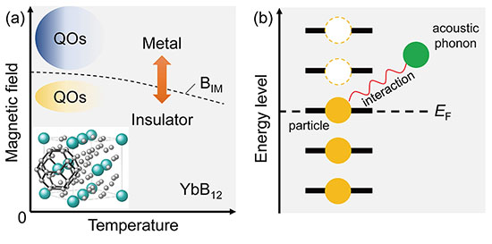 lectron-phonon interactions and quantum oscillations in YbB12