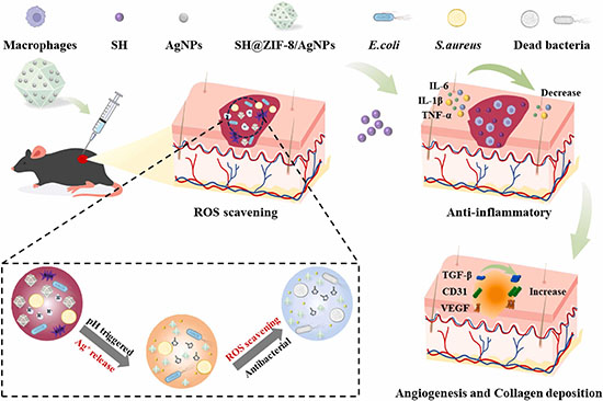 pH-responsive nanoplatform for the  healing of infected wounds