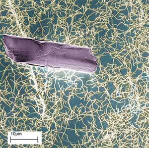 carbon nanotubes and human hair