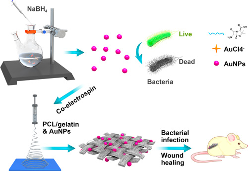 Schematic illustration of the synthesis of antibacterial gold nanoparticles and application for wound healing