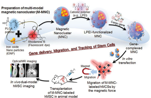 Schematic illustration of the preparation of multimodal magnetic nanoclusters and their applications in gene delivery and directed migration and tracking of stem cells