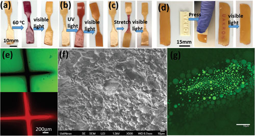 Multi-stimuli-responsive poly(AM-co-MA/SP) hydrogel exhibits reversible color changes between purple color under the stimuli of a) heat, b) UV light (365 nm), c) stretching, d) compression and pale yellow after white light exposure