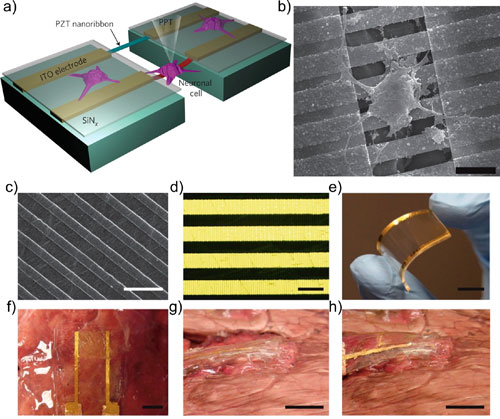 Bio-interfacing piezoelectric nanoribbons to single cells and tissues
