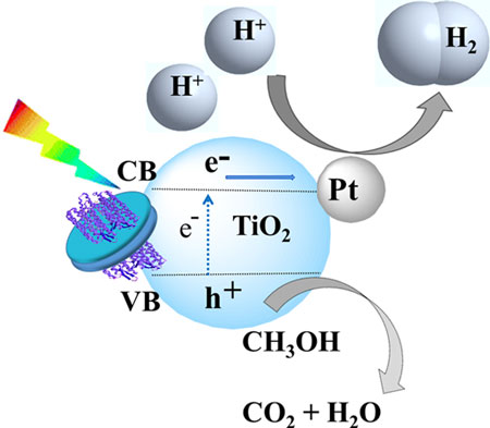 photocatalytic cycle of a hybrid nano-bio catalyst