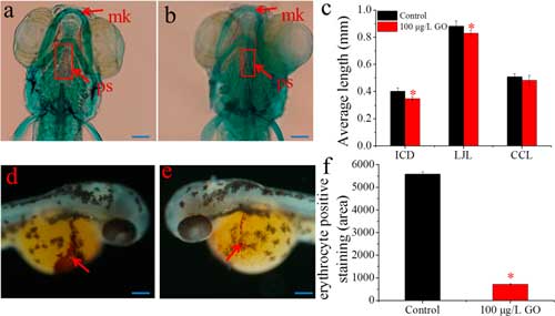 Effects of graphene oxide (GO) on skeletal and cardiac development of zebrafish larvae