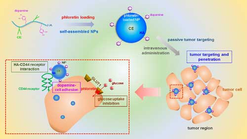 Schemes regarding tumor targeting and penetration strategy of HACE-d/phloretin nanoparticles