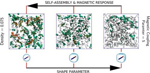 Simulation snapshots of magnetic response of ferro-colloids