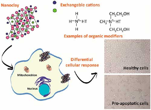 Assessment and Correlations of Nanoclay’s Toxicity to Their Physical and Chemical Properties