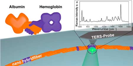 Albumin and Hemoglobin Self-Assemble into
Nanohybrid Fibers