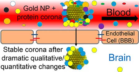 Evolution of Nanoparticle Protein Corona across the Blood-Brain Barrier