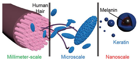 Schematic illustration of the hierarchical micro-/nanostructures from human hair