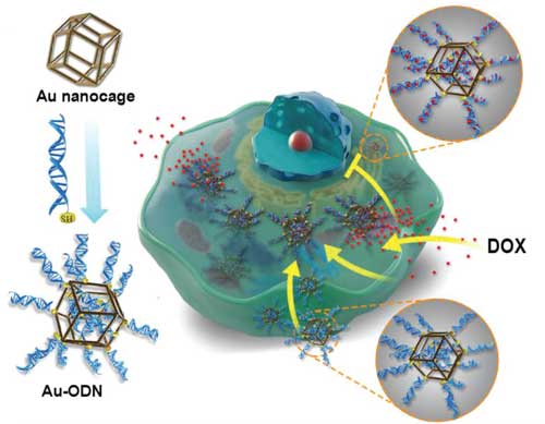 Schematic of the construction of Au-ODN and its working principle as a nanomaterials-based organelle within the cell