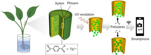 Illustration of MOF-plant nanobiohybrids for environmental pollutants sensing
