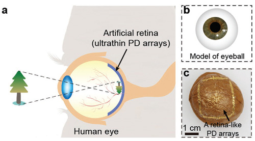 ultrathin photodetector arrays for artificial vision sensing