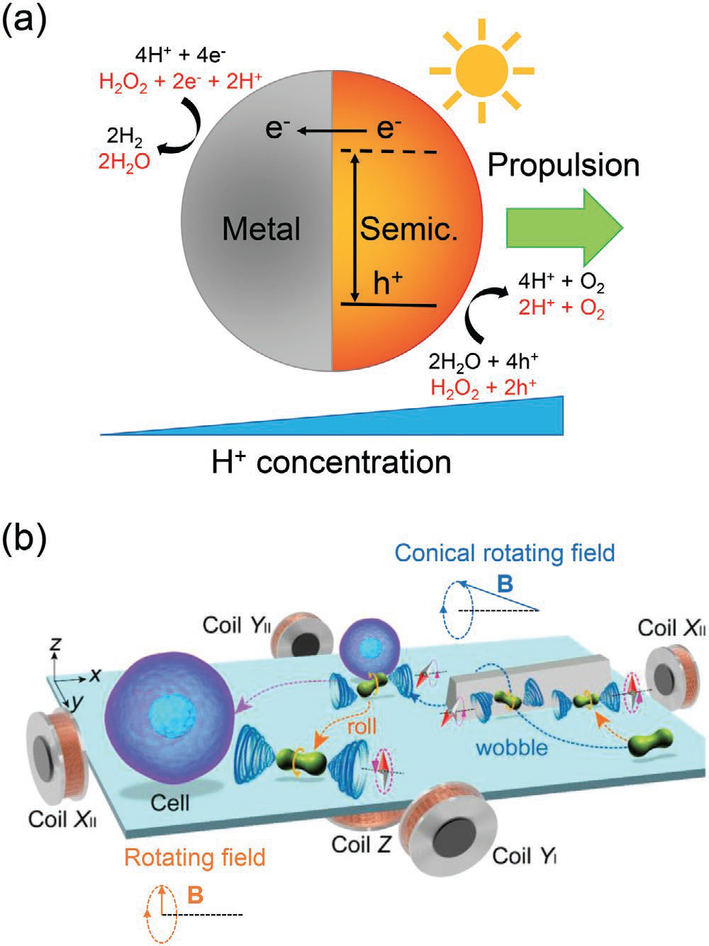 Schematic illustrations of a) light-driven propulsion mechanism of metal/semiconductor Janus nano/microrobots and b) magnetically actuated microrobots moving in rolling and wobbling modes under rotating magnetic fields for cell manipulation