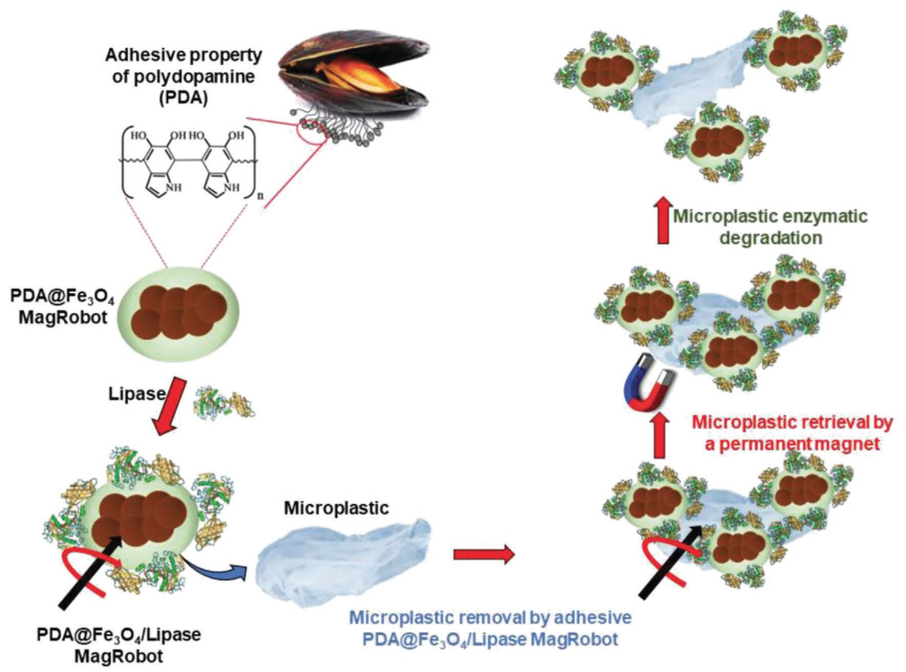 Schematic illustrations of a) light-driven propulsion mechanism of metal/semiconductor Janus nano/microrobots and b) magnetically actuated microrobots moving in rolling and wobbling modes under rotating magnetic fields for cell manipulation