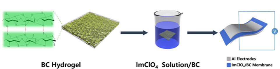 Schematics of the fabrication process to prepare the molecular ferroelectric/BC hybrid sensor