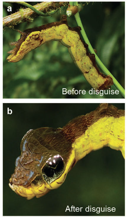 camouflage of a caterpillar