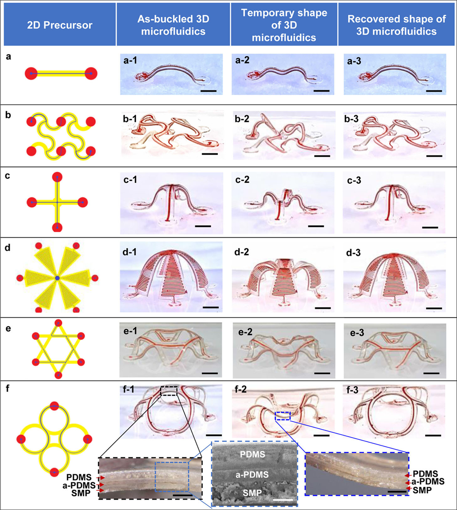 Shape-memory cycle of shape-programmable 3D microfluidic structures