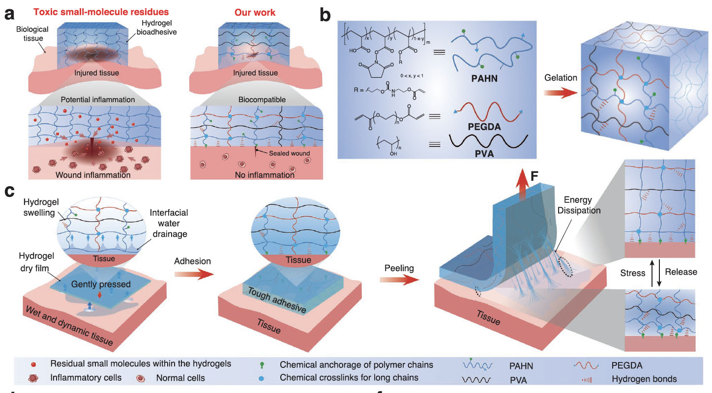 Design and fabrication of inflammation-free and tough hydrogel bioadhesives