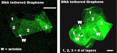 DNA tethered to graphene