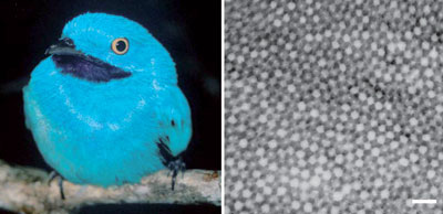 The Plum-throated Cotinga's turquoise colour could occur because of nanostructures in its feathers