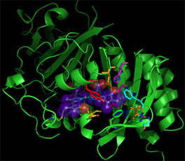 Infrared fluorescent protein structure