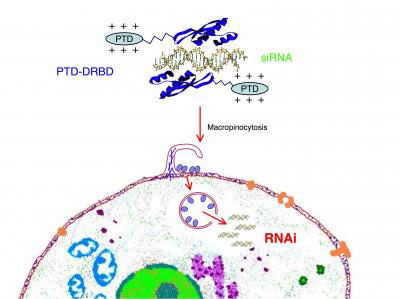 This is a PTD-DRBD fusion protein